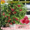 Top Sold 100 Fresh 800pcs Sweet Raspberry Fruit Seeds for Sale
