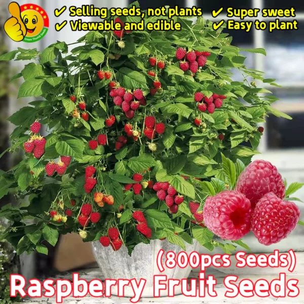 Top Sold 100 Fresh 800pcs Sweet Raspberry Fruit Seeds for Sale