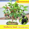 100 Original Rare Mulberry Seeds Tree Seeds for Planting 300 Seeds Per Pack