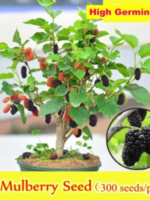100 Original Rare Mulberry Seeds Tree Seeds for Planting 300 Seeds Per Pack