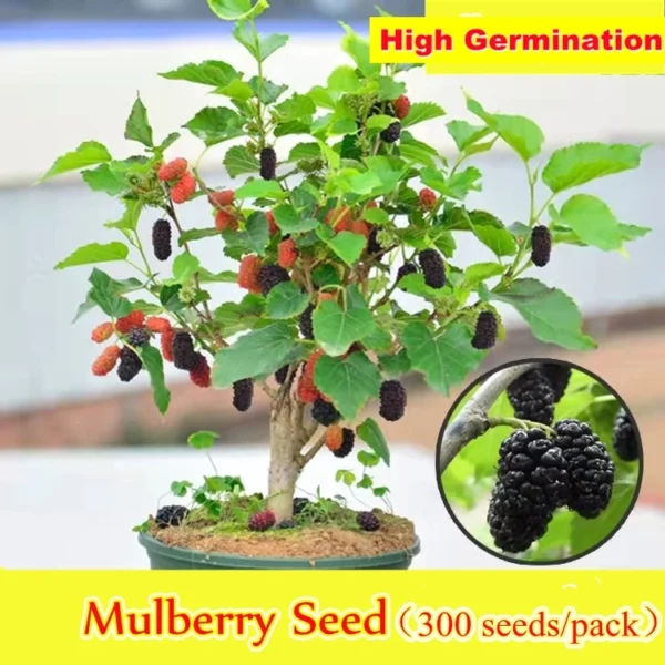 100 Original Rare Mulberry Seeds Tree Seeds for Planting 300 Seeds Per Pack