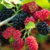 100 Original Rare Mulberry Seeds Tree Seeds for Planting 300 Seeds Per Pack