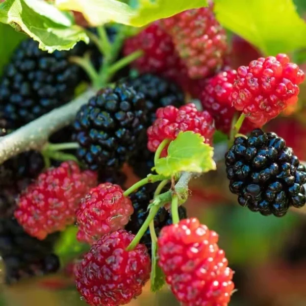 100 Original Rare Mulberry Seeds Tree Seeds for Planting 300 Seeds Per Pack