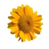 Matahari Sunflower Seeds Flower Plant Seed 20 seeds