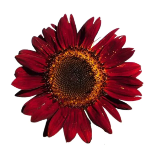 Matahari Sunflower Seeds Flower Plant Seed 20 seeds