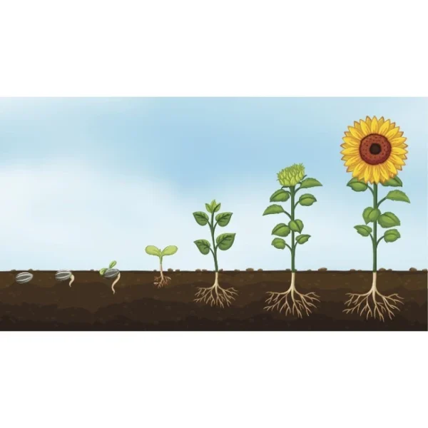 Matahari Sunflower Seeds Flower Plant Seed 20 seeds