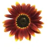 Matahari Sunflower Seeds Flower Plant Seed 20 seeds