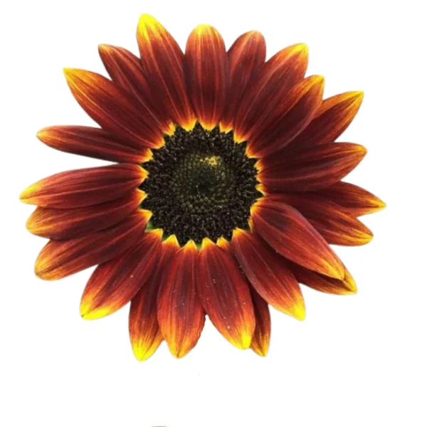 Matahari Sunflower Seeds Flower Plant Seed 20 seeds