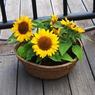 Matahari Sunflower Seeds Flower Plant Seed 20 seeds