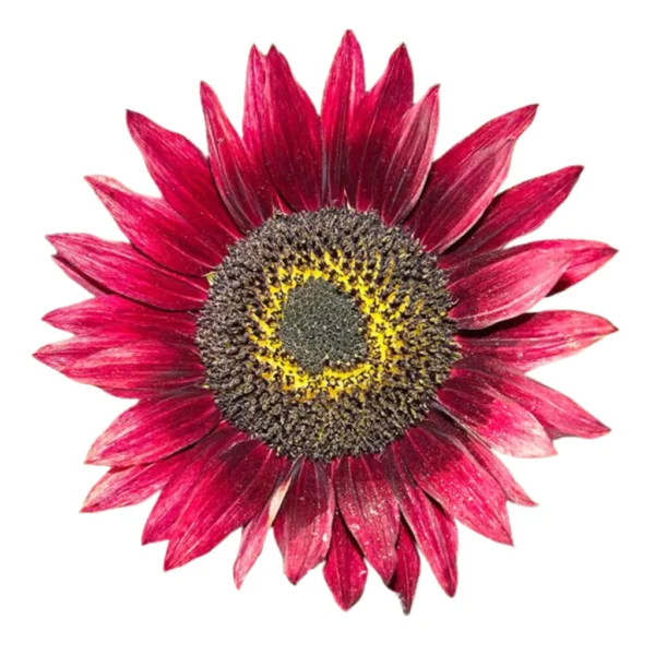 Matahari Sunflower Seeds Flower Plant Seed 20 seeds