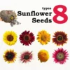 Matahari Sunflower Seeds Flower Plant Seed 20 seeds