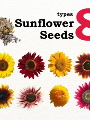 Matahari Sunflower Seeds Flower Plant Seed 20 seeds