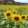 Matahari Sunflower Seeds Flower Plant Seed 20 seeds