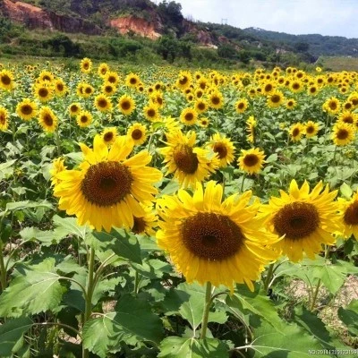 Matahari Sunflower Seeds Flower Plant Seed 20 seeds