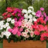 Easy Growing Ready Stock 100pcs Mixed Changchun Flower Seeds Bonsai Flower Vinca Seeds Blooming Flore Pott