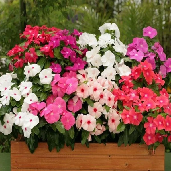 Easy Growing Ready Stock 100pcs Mixed Changchun Flower Seeds Bonsai Flower Vinca Seeds Blooming Flore Pott
