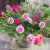 Local Growing Mixed Color Portulaca Flower Seeds 1000pcs Seeds for Planting Flowers Moss Rose Seed Germination