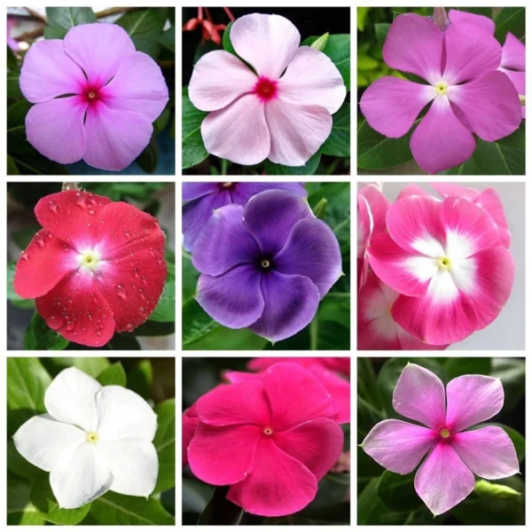 Easy Growing Ready Stock 100pcs Mixed Changchun Flower Seeds Bonsai Flower Vinca Seeds Blooming Flore Pott