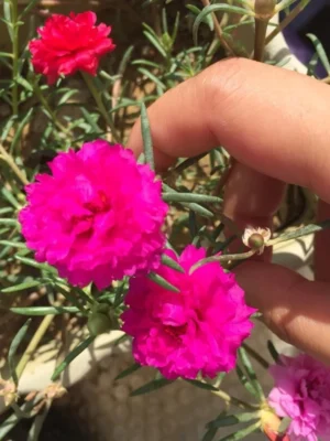Local Growing Mixed Color Portulaca Flower Seeds 1000pcs Seeds for Planting Flowers Moss Rose Seed Germination