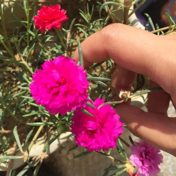 Local Growing Mixed Color Portulaca Flower Seeds 1000pcs Seeds for Planting Flowers Moss Rose Seed Germination