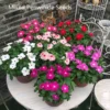 Easy Growing Ready Stock 100pcs Mixed Changchun Flower Seeds Bonsai Flower Vinca Seeds Blooming Flore Pott