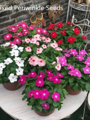 Easy Growing Ready Stock 100pcs Mixed Changchun Flower Seeds Bonsai Flower Vinca Seeds Blooming Flore Pott
