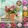 Local Growing Mixed Color Portulaca Flower Seeds 1000pcs Seeds for Planting Flowers Moss Rose Seed Germination
