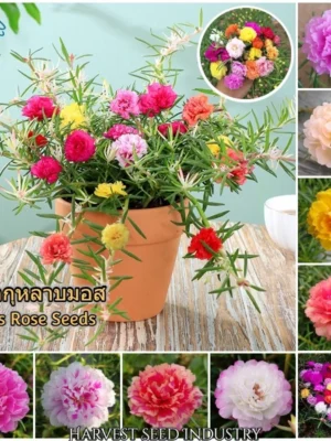 Local Growing Mixed Color Portulaca Flower Seeds 1000pcs Seeds for Planting Flowers Moss Rose Seed Germination