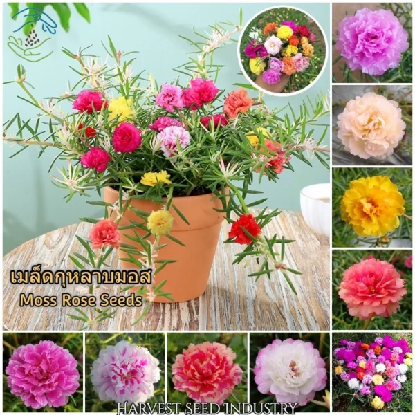 Local Growing Mixed Color Portulaca Flower Seeds 1000pcs Seeds for Planting Flowers Moss Rose Seed Germination