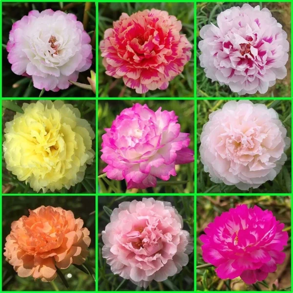 Local Growing Mixed Color Portulaca Flower Seeds 1000pcs Seeds for Planting Flowers Moss Rose Seed Germination