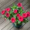 Easy Growing Ready Stock 100pcs Mixed Changchun Flower Seeds Bonsai Flower Vinca Seeds Blooming Flore Pott