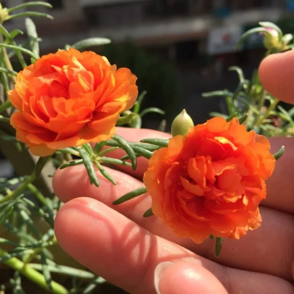 Local Growing Mixed Color Portulaca Flower Seeds 1000pcs Seeds for Planting Flowers Moss Rose Seed Germination