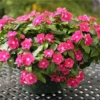 Easy Growing Ready Stock 100pcs Mixed Changchun Flower Seeds Bonsai Flower Vinca Seeds Blooming Flore Pott