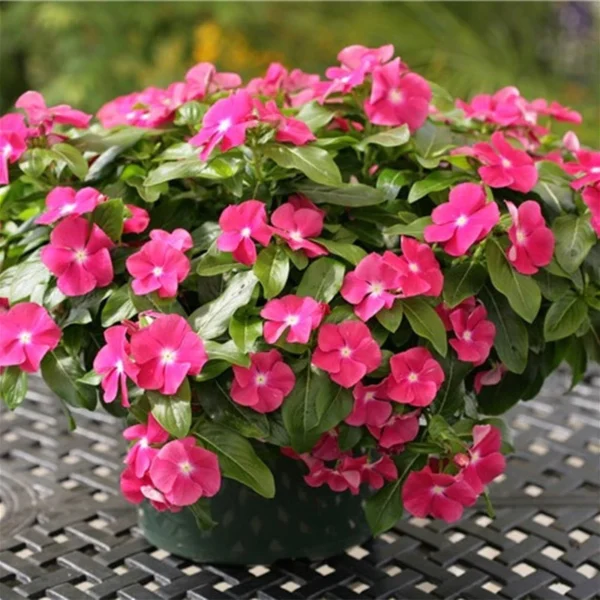 Easy Growing Ready Stock 100pcs Mixed Changchun Flower Seeds Bonsai Flower Vinca Seeds Blooming Flore Pott