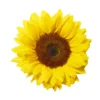 Matahari Sunflower Seeds Flower Plant Seed 20 seeds