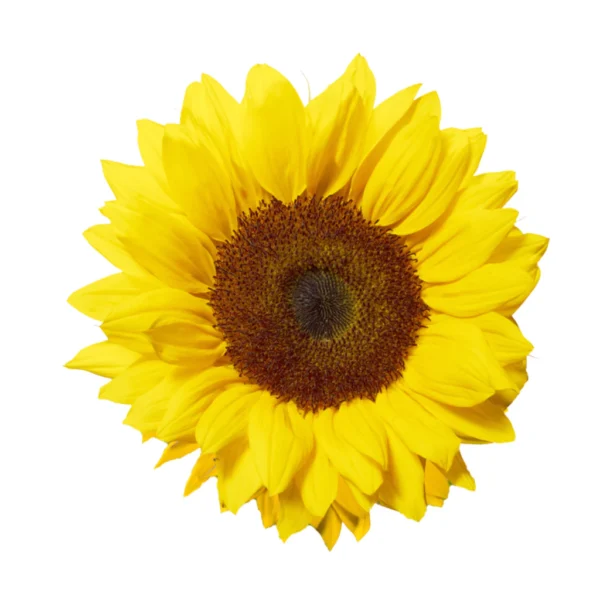 Matahari Sunflower Seeds Flower Plant Seed 20 seeds