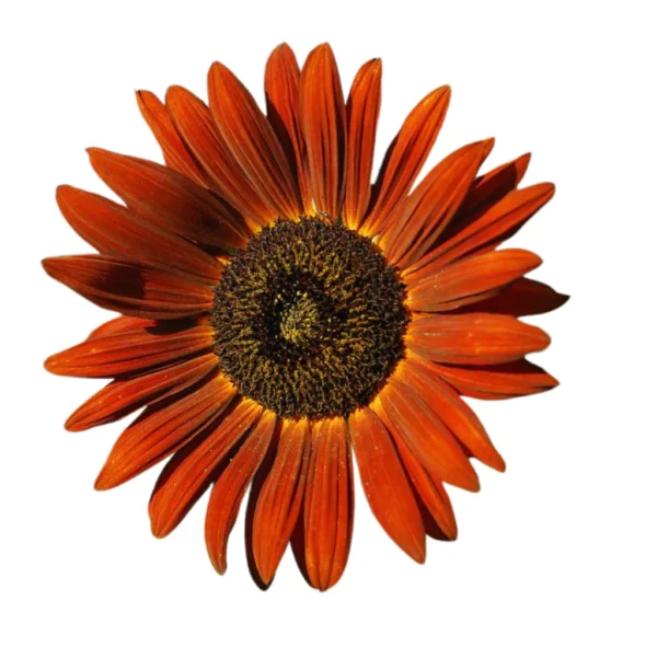 Matahari Sunflower Seeds Flower Plant Seed 20 seeds