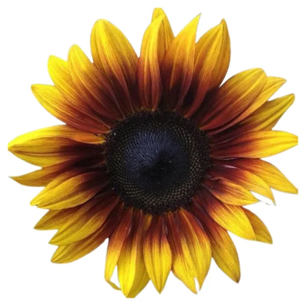 Matahari Sunflower Seeds Flower Plant Seed 20 seeds