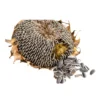 Matahari Sunflower Seeds Flower Plant Seed 20 seeds