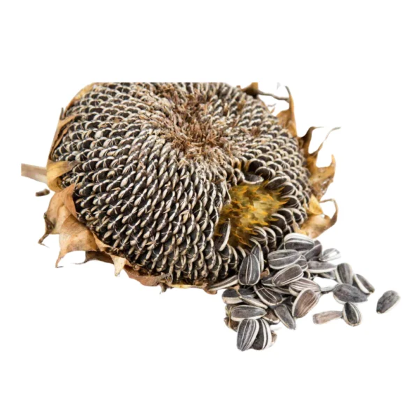 Matahari Sunflower Seeds Flower Plant Seed 20 seeds