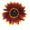 Matahari Sunflower Seeds Flower Plant Seed 20 seeds