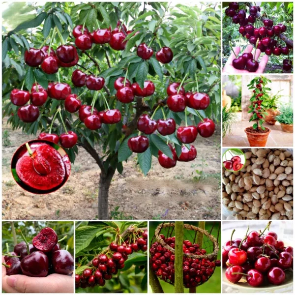 Sweet Cherry Seeds for Planting 10 seeds bag Bonsai Fruit Tree Live Plant Seed